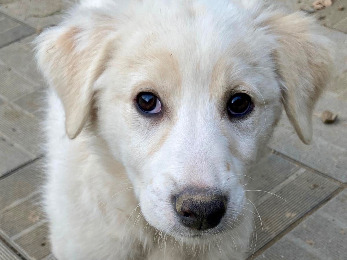 Adozione cane, maschio, Razza sconosciuta Razza sconosciuta, 3 mesi, taglia grande, Savona