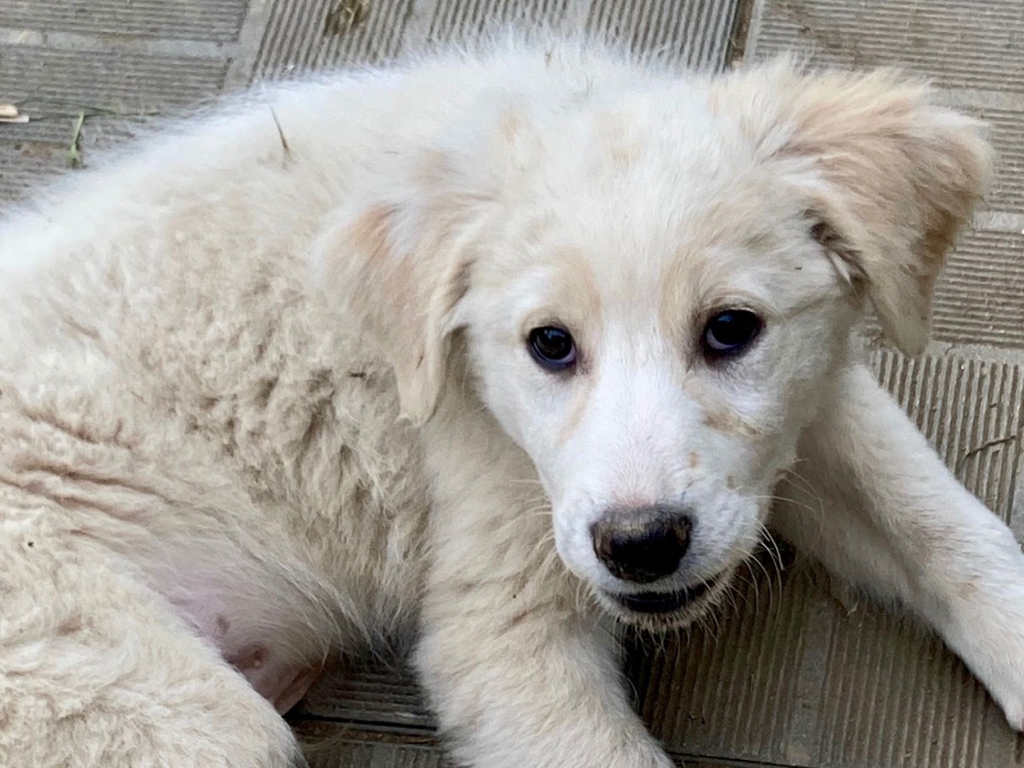 Adotta un cane, maschio, 3 mesi, Savona