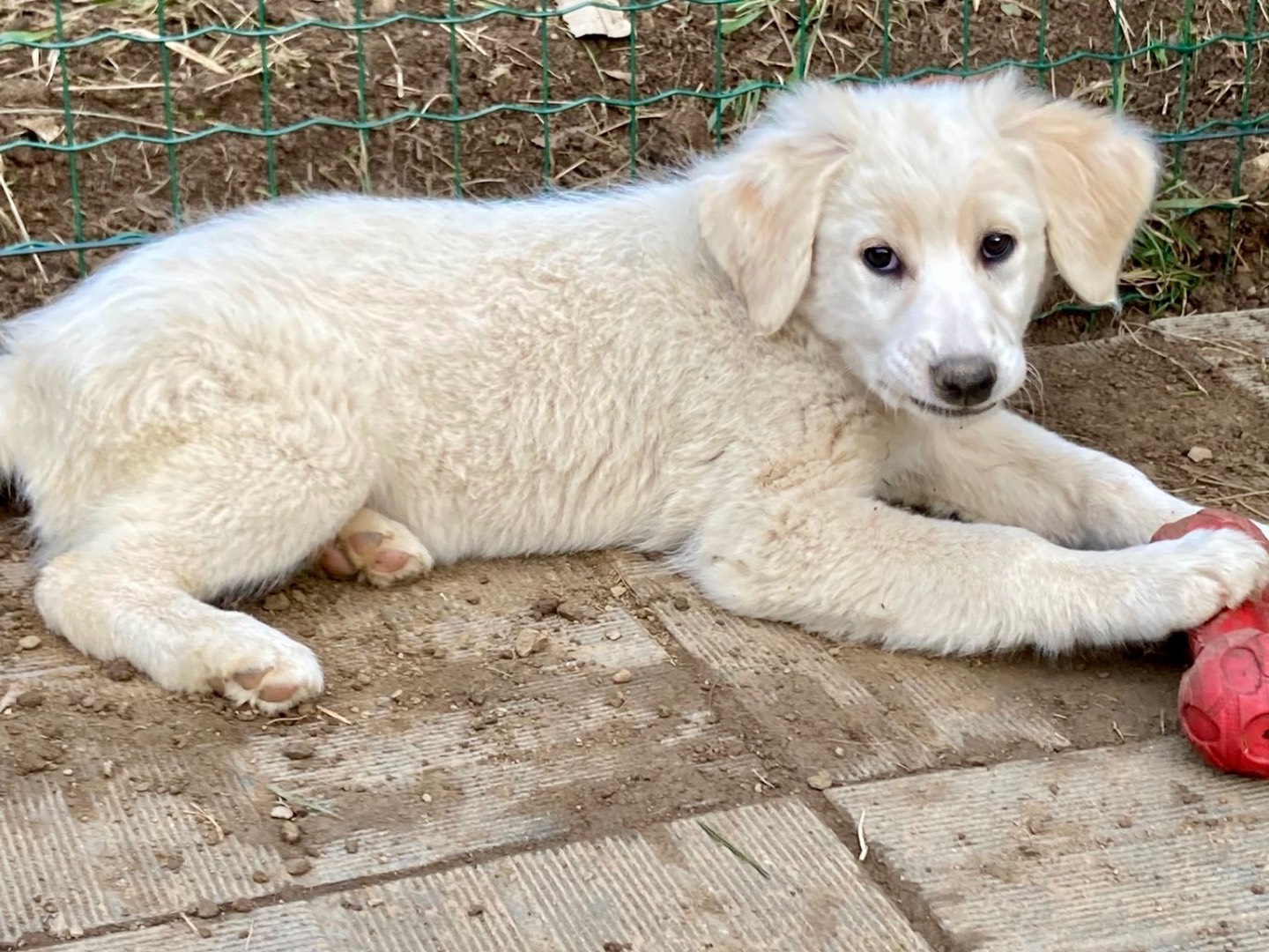 Adotta un cane, taglia grande, maschio, Savona