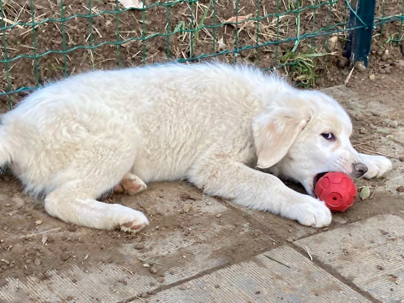 Vuoi adottare un cane a Savona?
