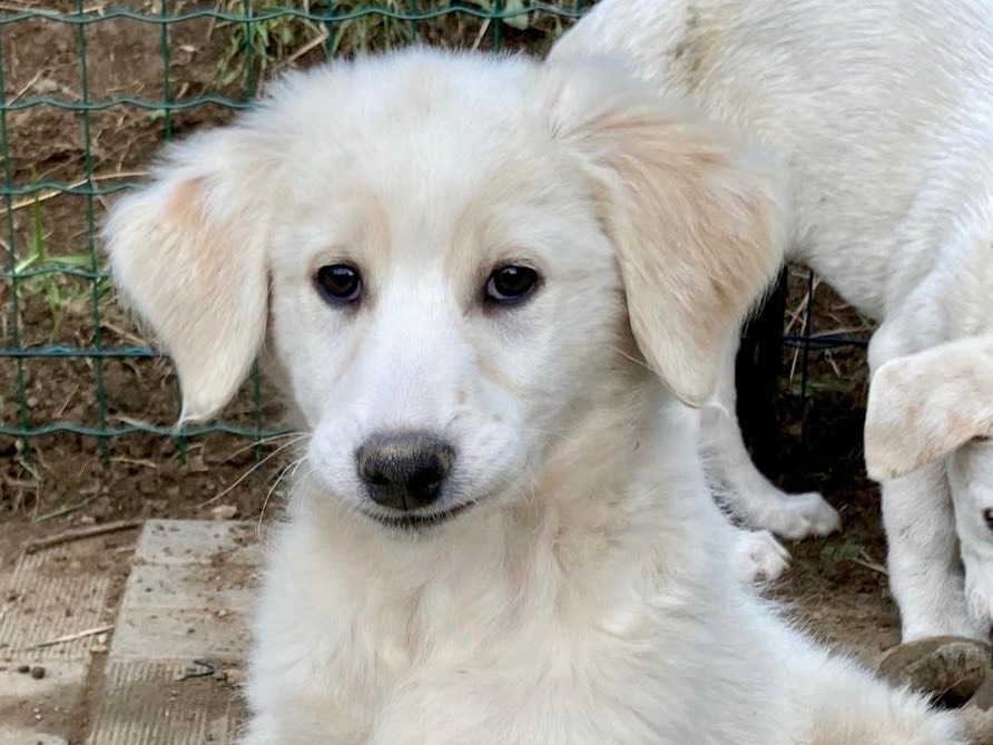 Adotta il cane Holden a Savona