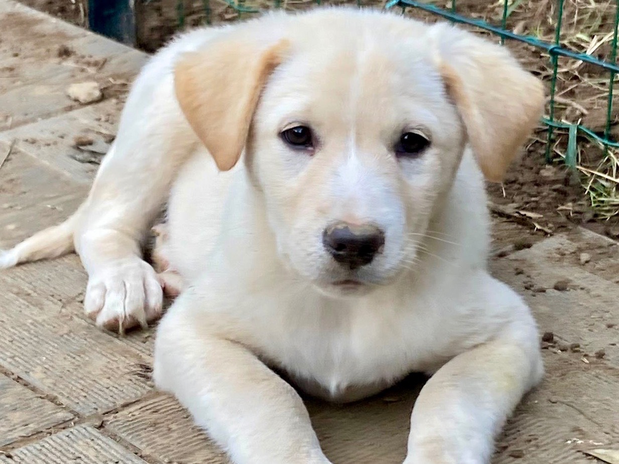 Adozione cane, femmina, Labrador Retriever Razza sconosciuta, 3 mesi, taglia grande, Savona