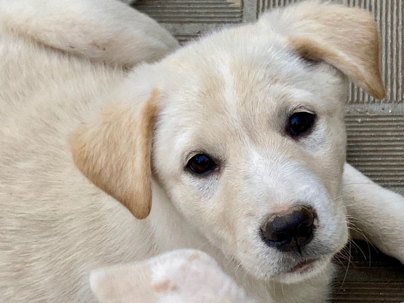 Adotta un cane, femmina, 3 mesi, Savona