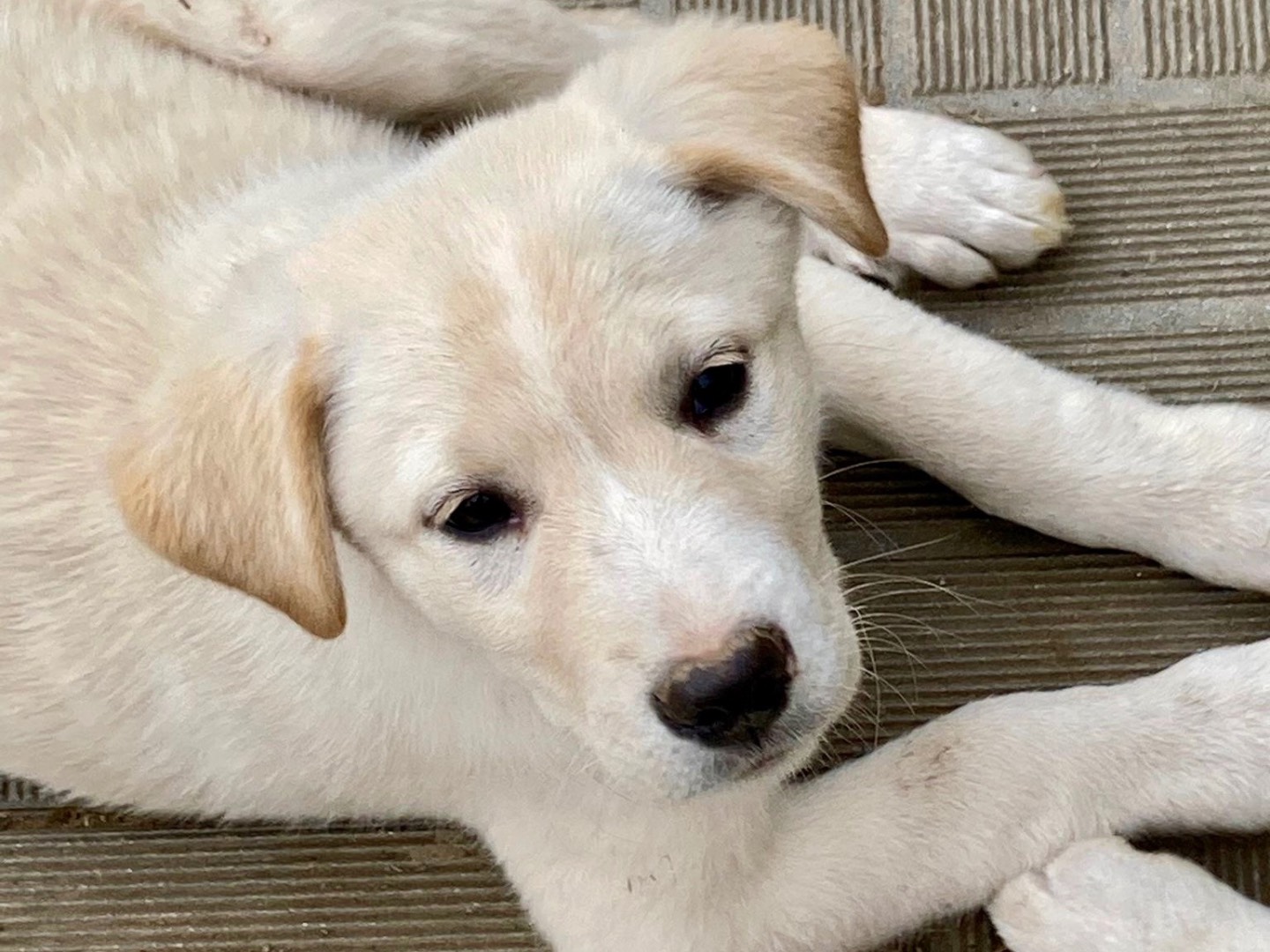 Adotta un cane, taglia grande, femmina, Savona