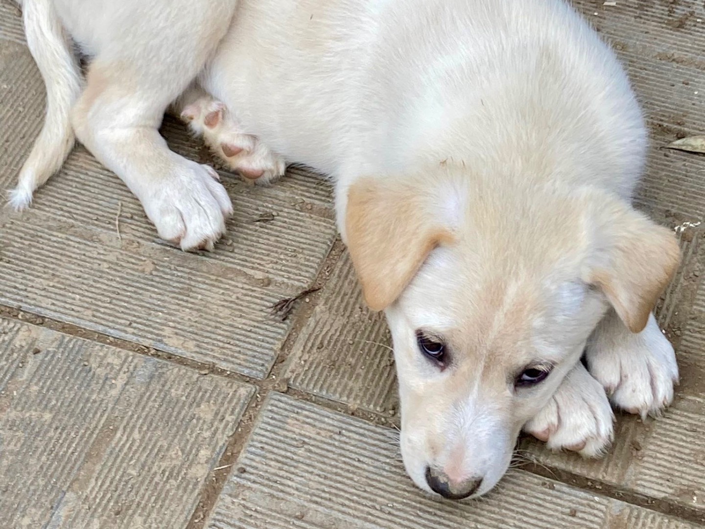 Vuoi adottare un cane a Savona?