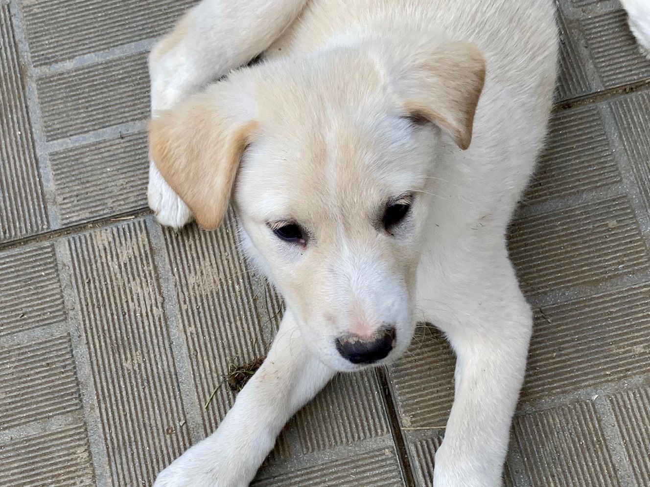 Adotta il cane Cloe a Savona