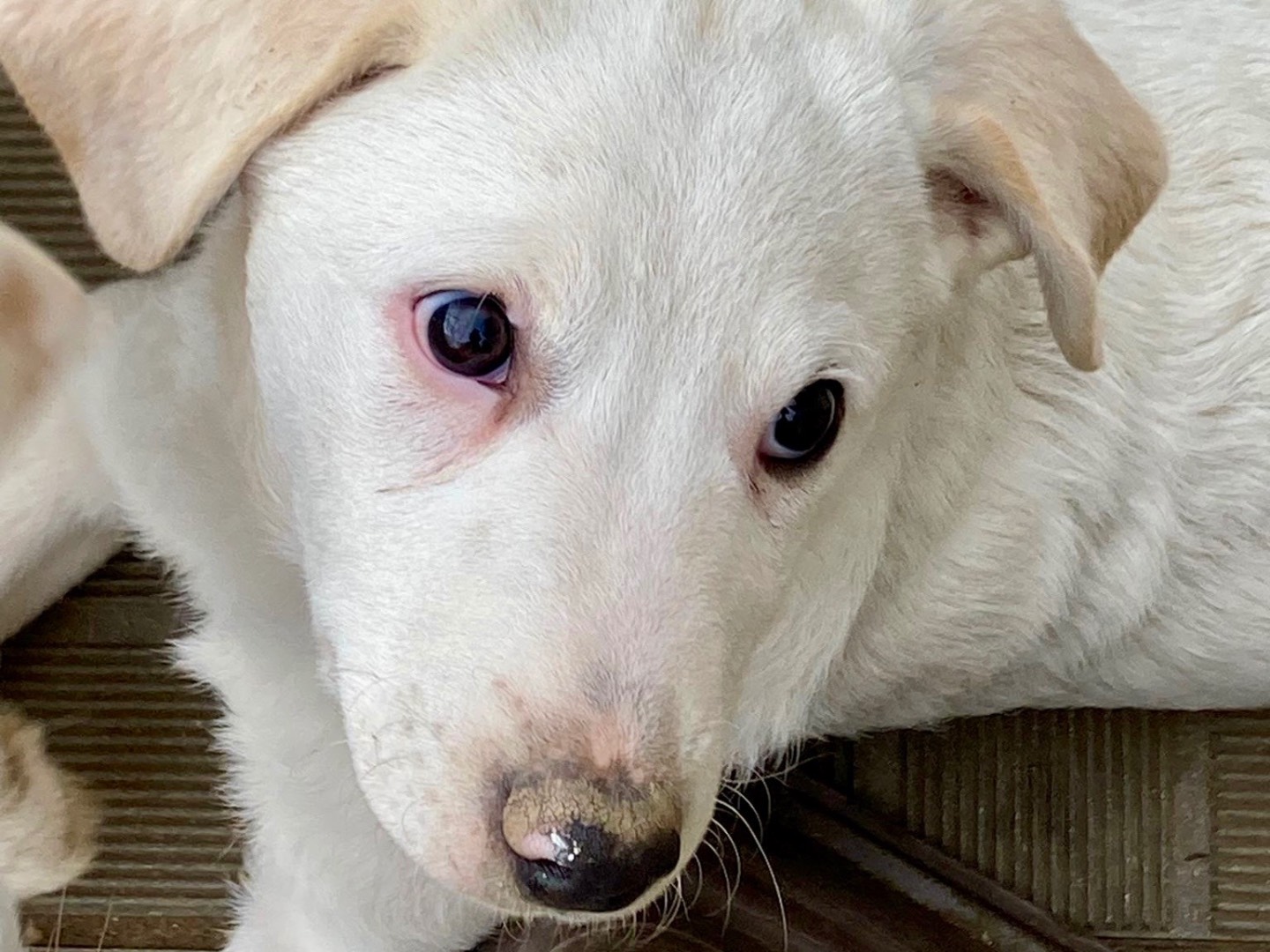 Adozione cane, maschio, Razza sconosciuta Razza sconosciuta, 3 mesi, taglia media, Savona
