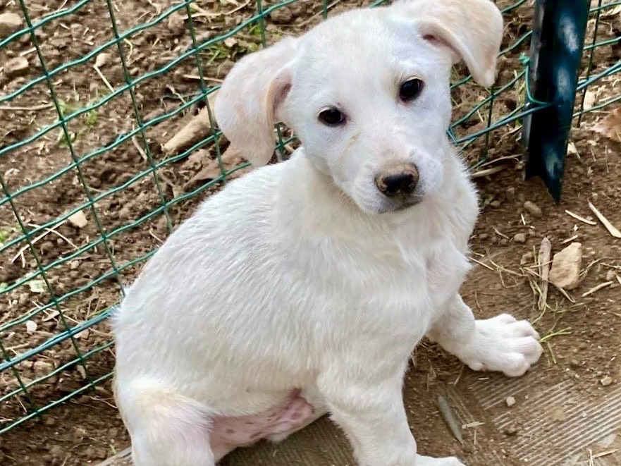 Adotta un cane, maschio, 3 mesi, Savona