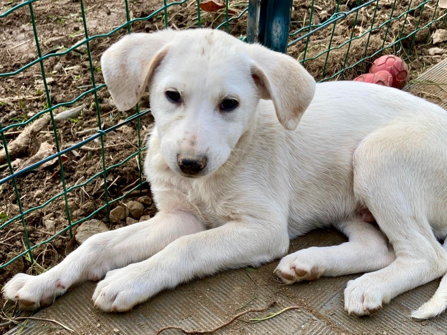Adotta un cane, taglia media, maschio, Savona