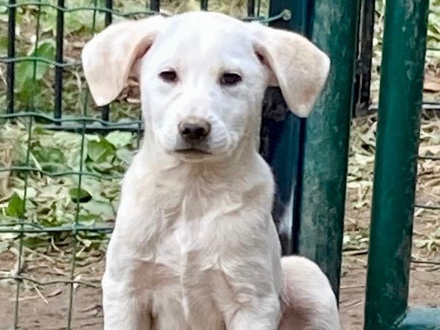 Vuoi adottare un cane a Savona?