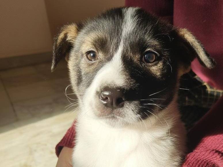 Adozione cane, maschio, Razza sconosciuta Razza sconosciuta, 3 mesi, taglia media, Avellino