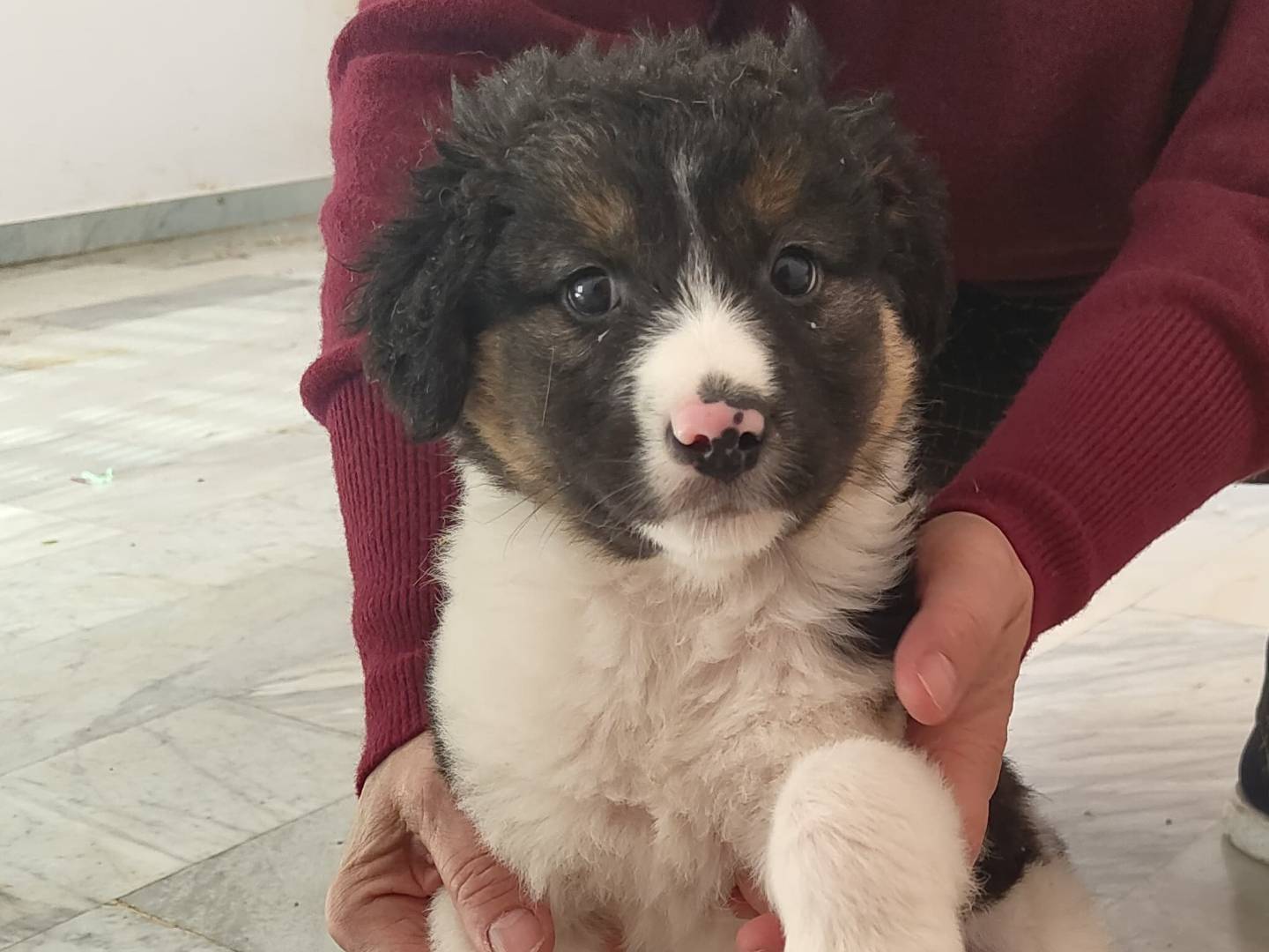 Adozione cane, maschio, Razza sconosciuta Razza sconosciuta, 2 mesi, taglia media, Avellino