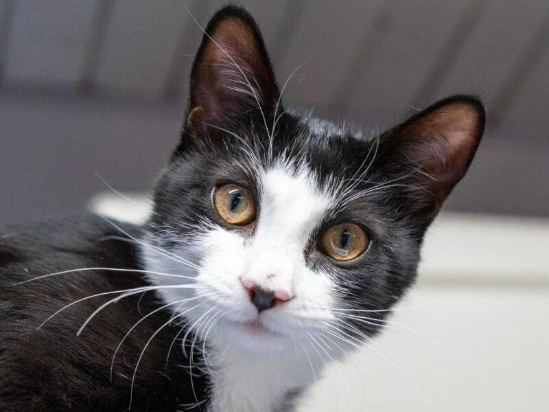 Adozione gatto, femmina, Razza sconosciuta Razza sconosciuta, 8 mesi, taglia non valida, Monza