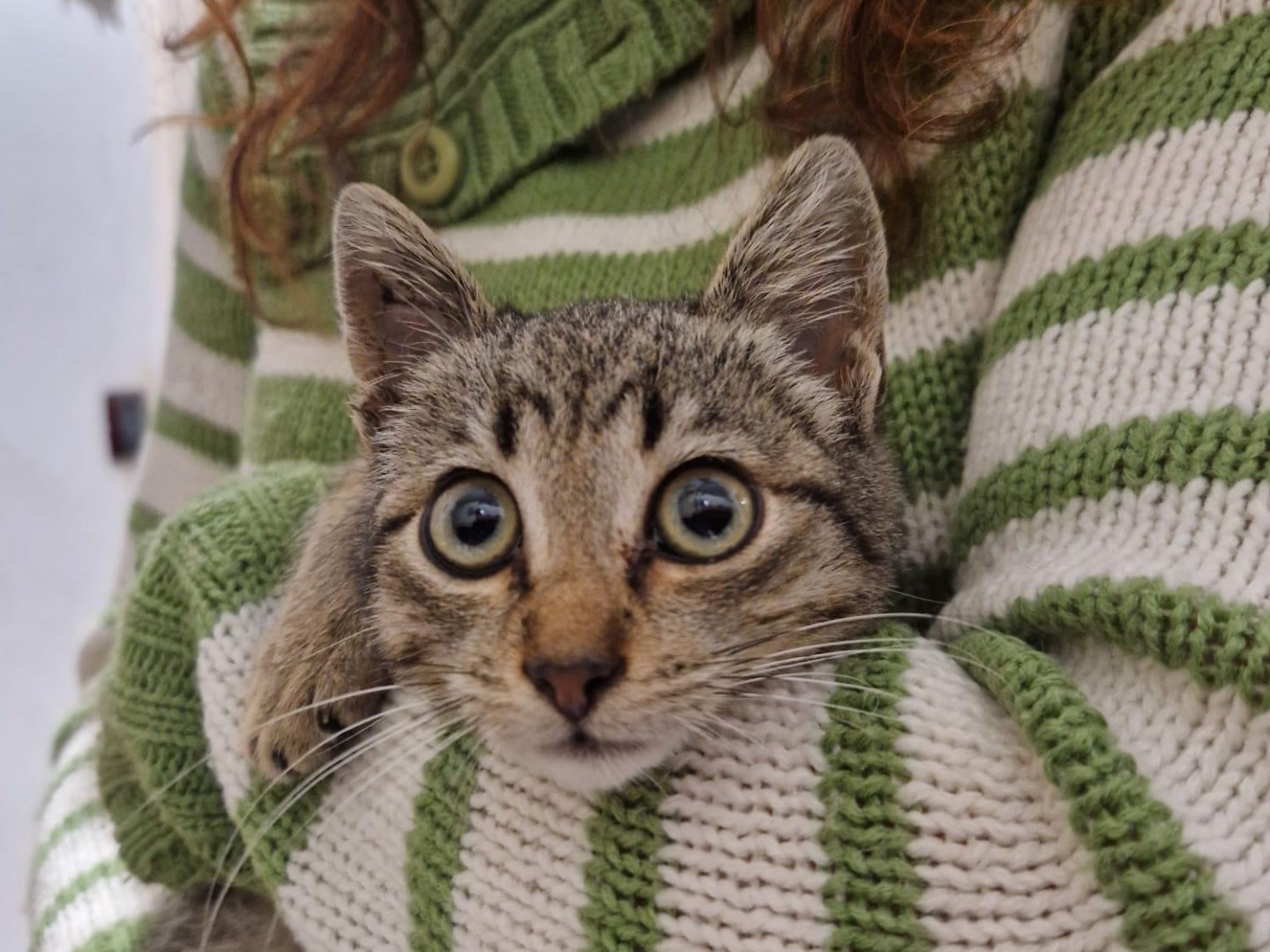 Adozione gatto, femmina, Razza sconosciuta Razza sconosciuta, 3 mesi, taglia non valida, Bari