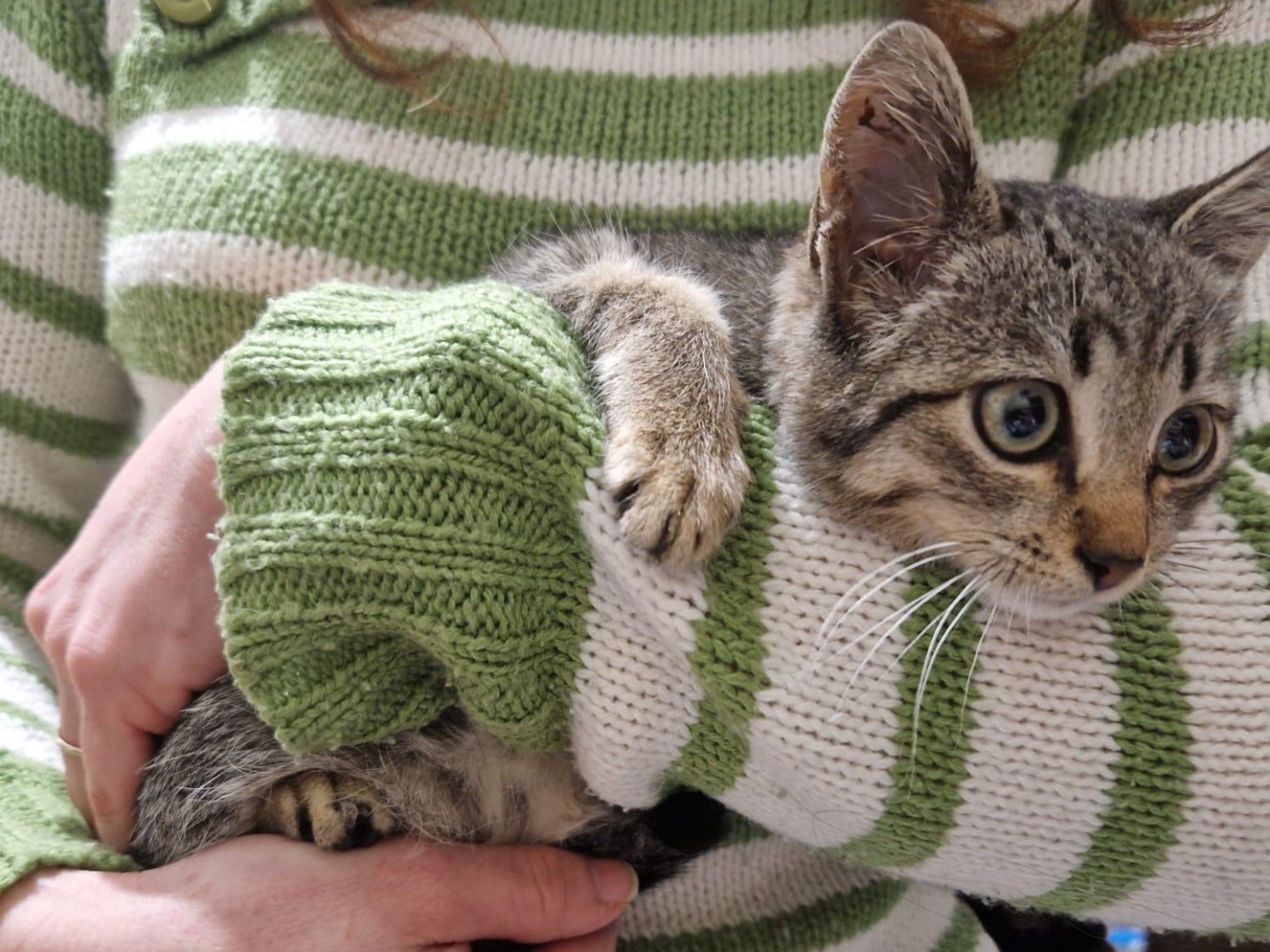 Adotta un gatto, femmina, 3 mesi, Bari