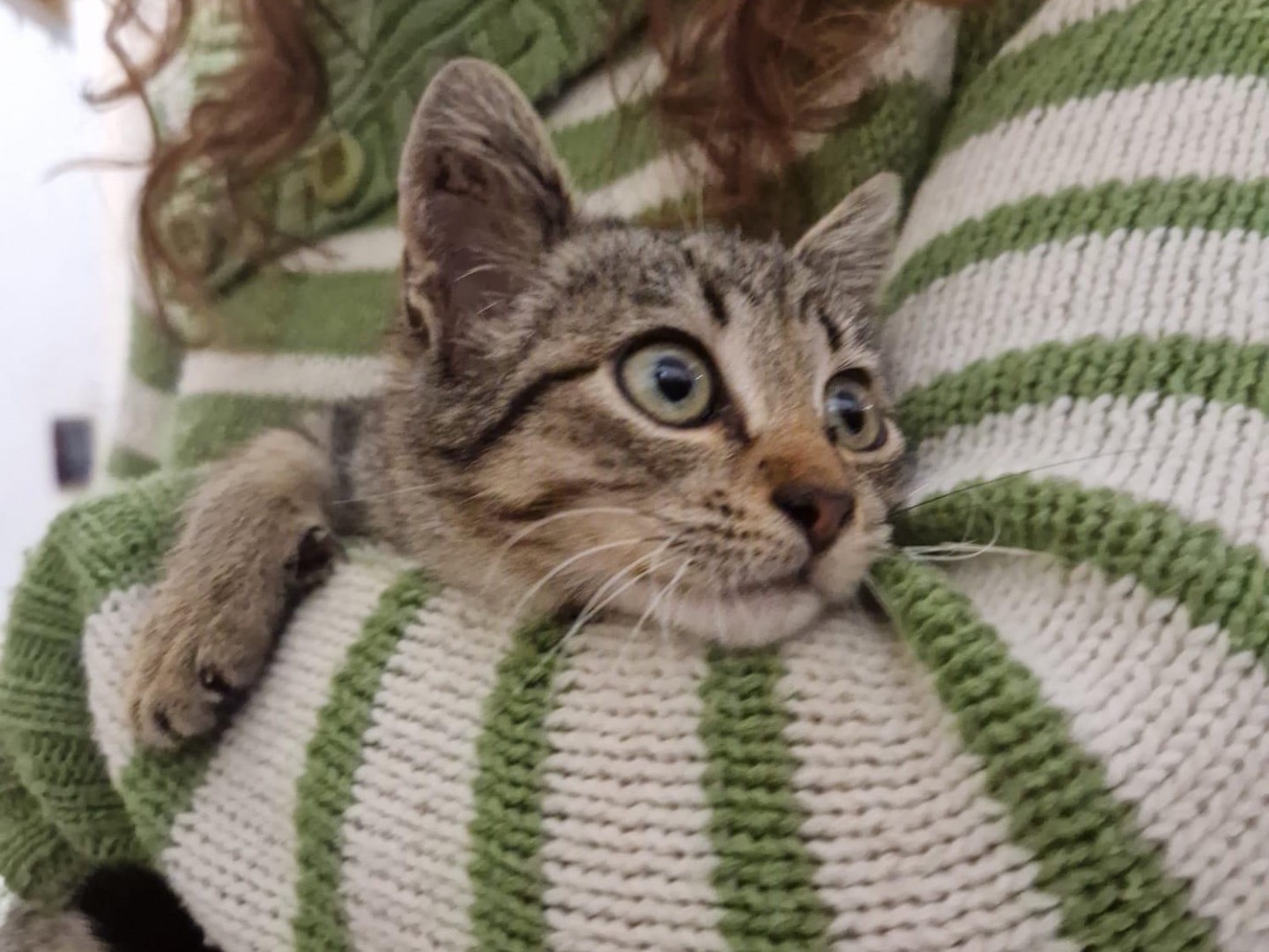 Adotta un gatto, taglia non valida, femmina, Bari