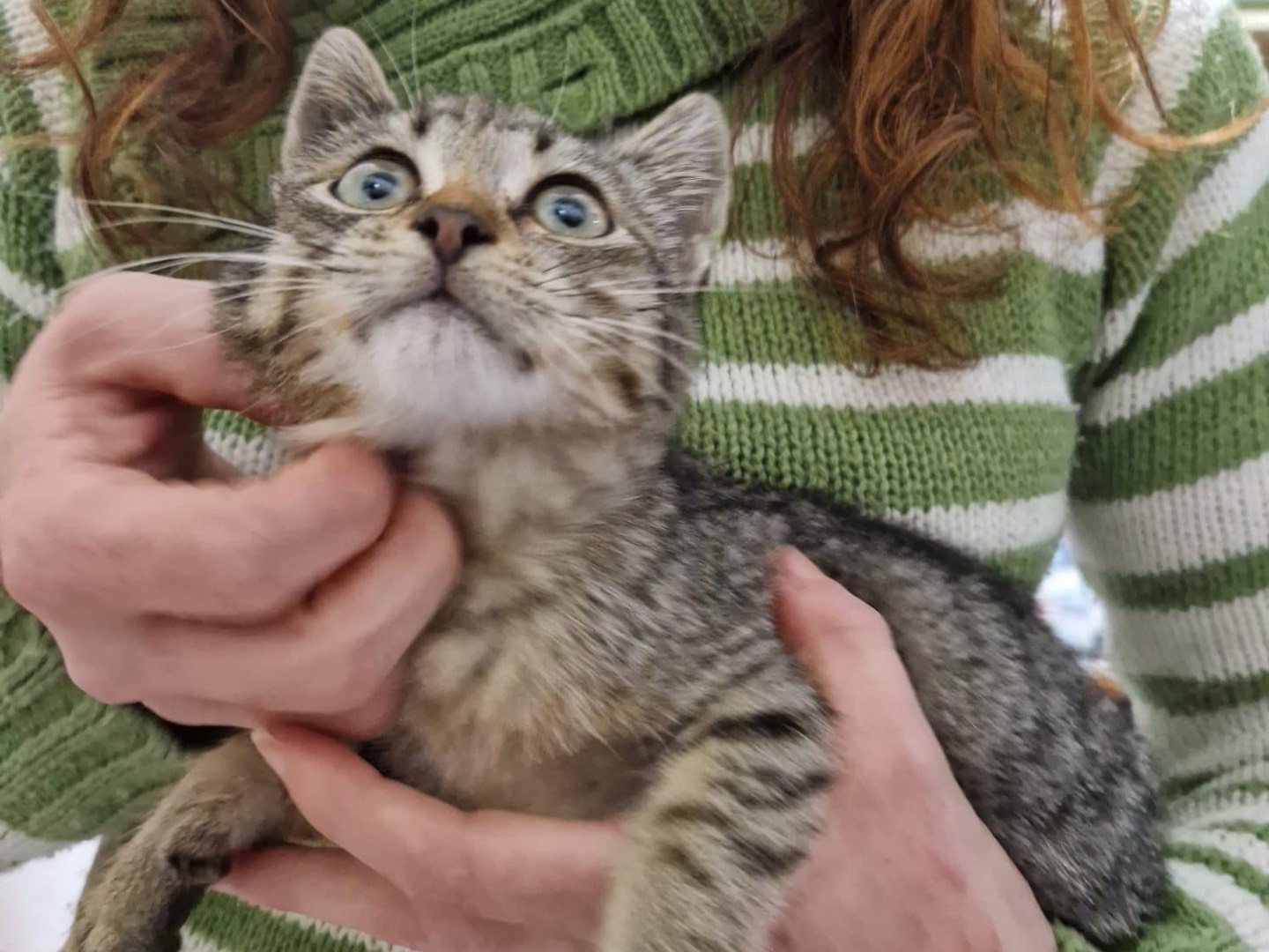 Vuoi adottare un gatto a Bari?