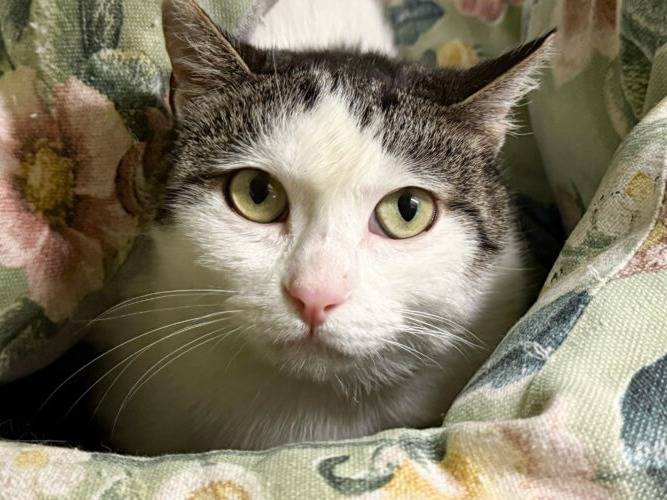 Adozione gatto, femmina, Razza sconosciuta Razza sconosciuta, 3 anni e 11 mesi, taglia non valida, Monza