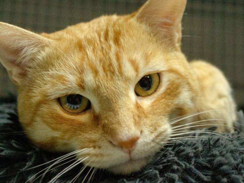 Adozione gatto, maschio, Razza sconosciuta Razza sconosciuta, 1 anno e 3 mesi, taglia non valida, Monza