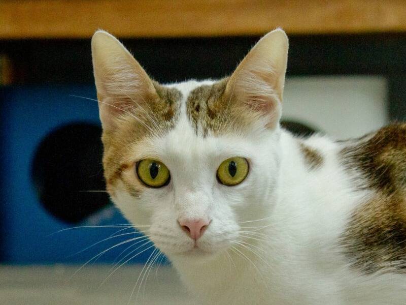 Adozione gatto, maschio, Razza sconosciuta Razza sconosciuta, 3 anni e 9 mesi, taglia non valida, Monza