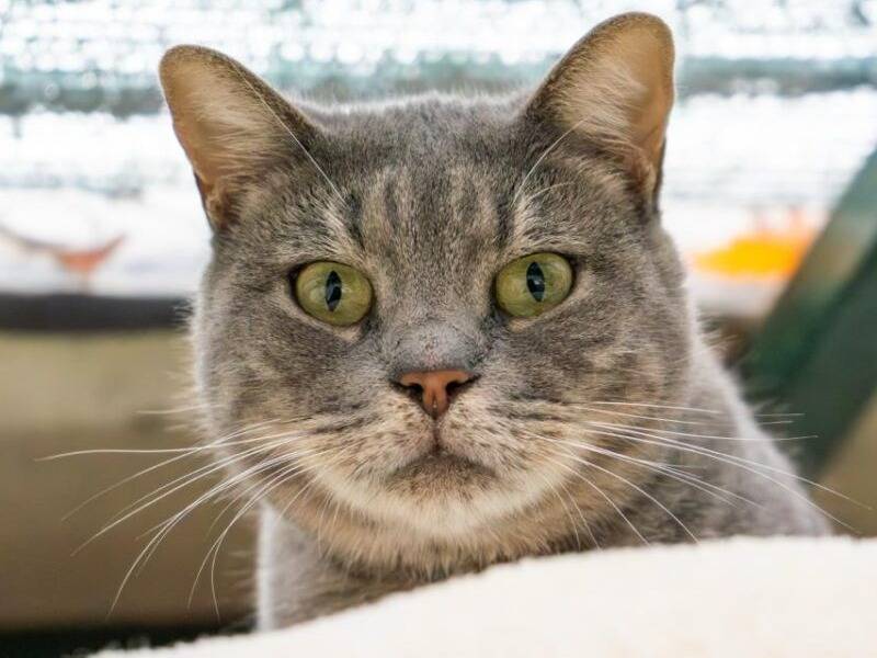 Adozione gatto, femmina, Razza sconosciuta Razza sconosciuta, 4 anni e 4 mesi, taglia non valida, Monza