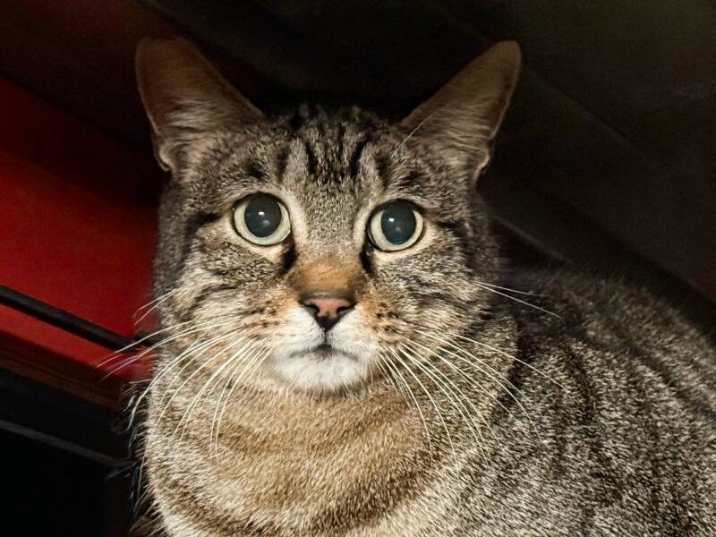 Adozione gatto, femmina, Razza sconosciuta Razza sconosciuta, 10 anni e 8 mesi, taglia non valida, Monza