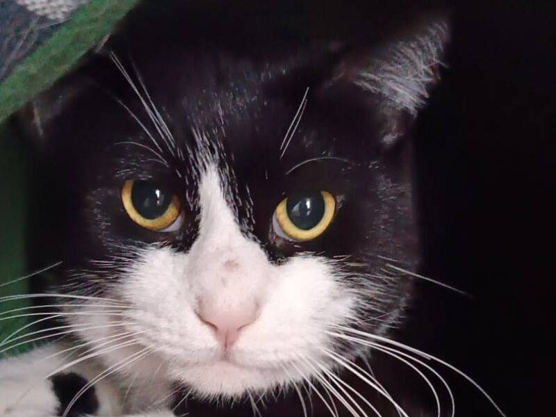 Adozione gatto, maschio, Razza sconosciuta Razza sconosciuta, 3 anni e 2 mesi, taglia non valida, Monza