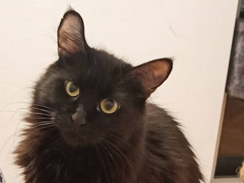 Adozione gatto, femmina, Razza sconosciuta Razza sconosciuta, 2 anni e 2 mesi, taglia non valida, Monza