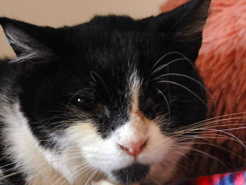 Adozione gatto, femmina, Razza sconosciuta Razza sconosciuta, 3 anni e 2 mesi, taglia non valida, Monza