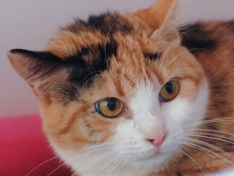 Adozione gatto, femmina, Razza sconosciuta Razza sconosciuta, 2 anni e 2 mesi, taglia non valida, Monza