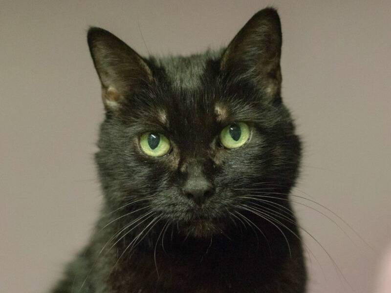 Adozione gatto, femmina, Razza sconosciuta Razza sconosciuta, 14 anni e 8 mesi, taglia non valida, Monza