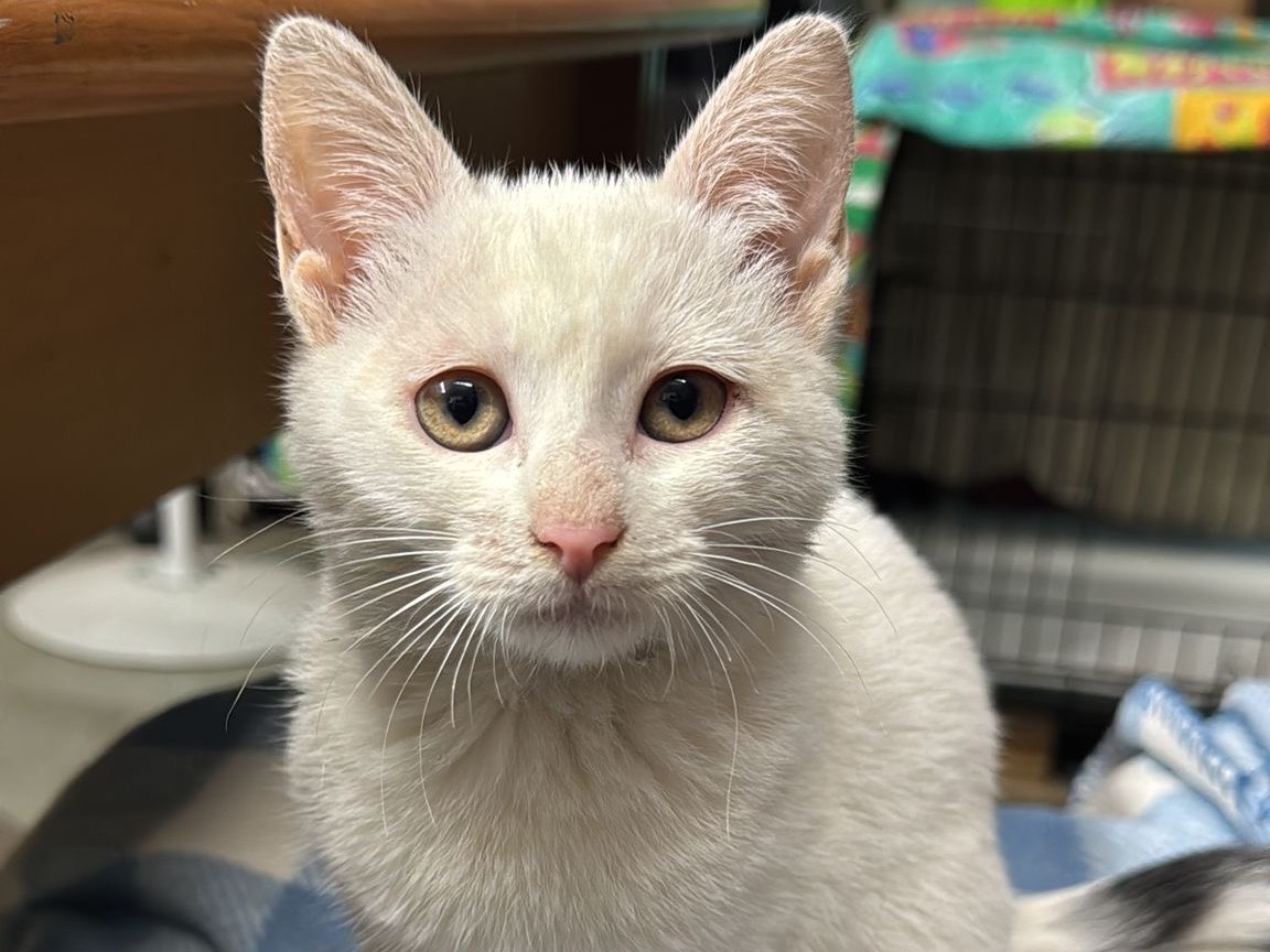 Adozione gatto, femmina, Razza sconosciuta Razza sconosciuta, 3 mesi, taglia non valida, Napoli