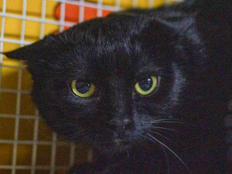 Adozione gatto, femmina, Razza sconosciuta Razza sconosciuta, 1 anno e 2 mesi, taglia non valida, Monza