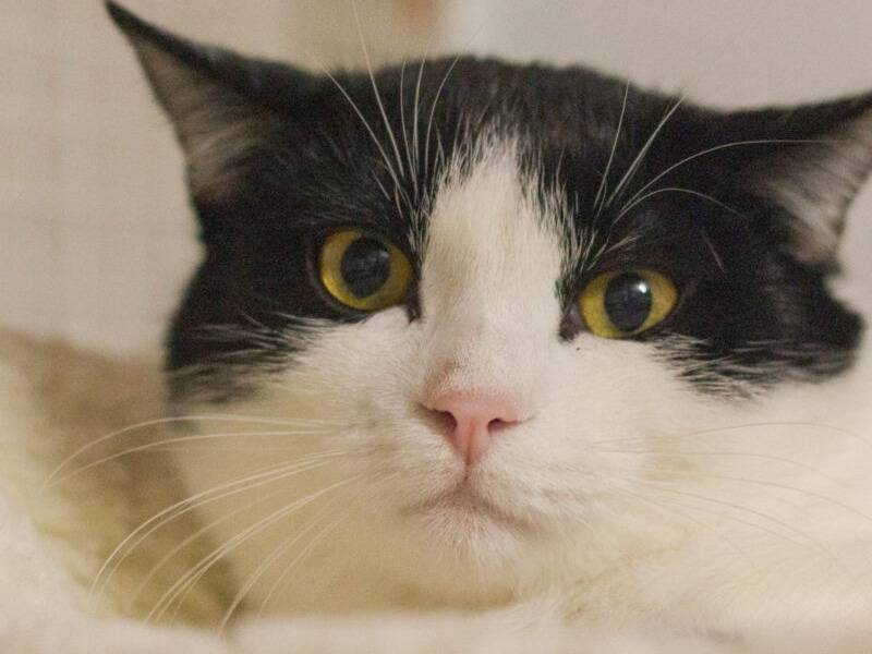 Adozione gatto, maschio, Razza sconosciuta Razza sconosciuta, 1 anno e 2 mesi, taglia non valida, Monza