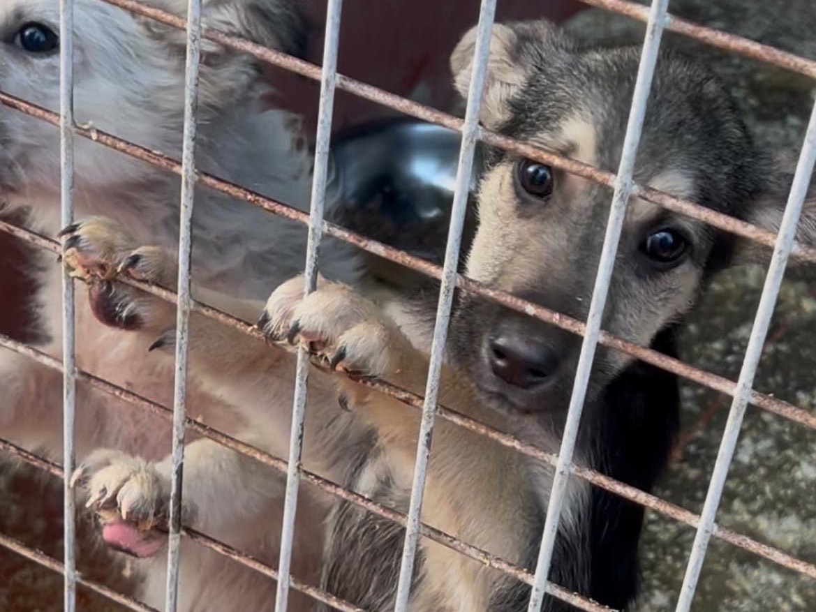Adozione cane, maschio, Razza sconosciuta Razza sconosciuta, 2 mesi, taglia media contenuta, Bari