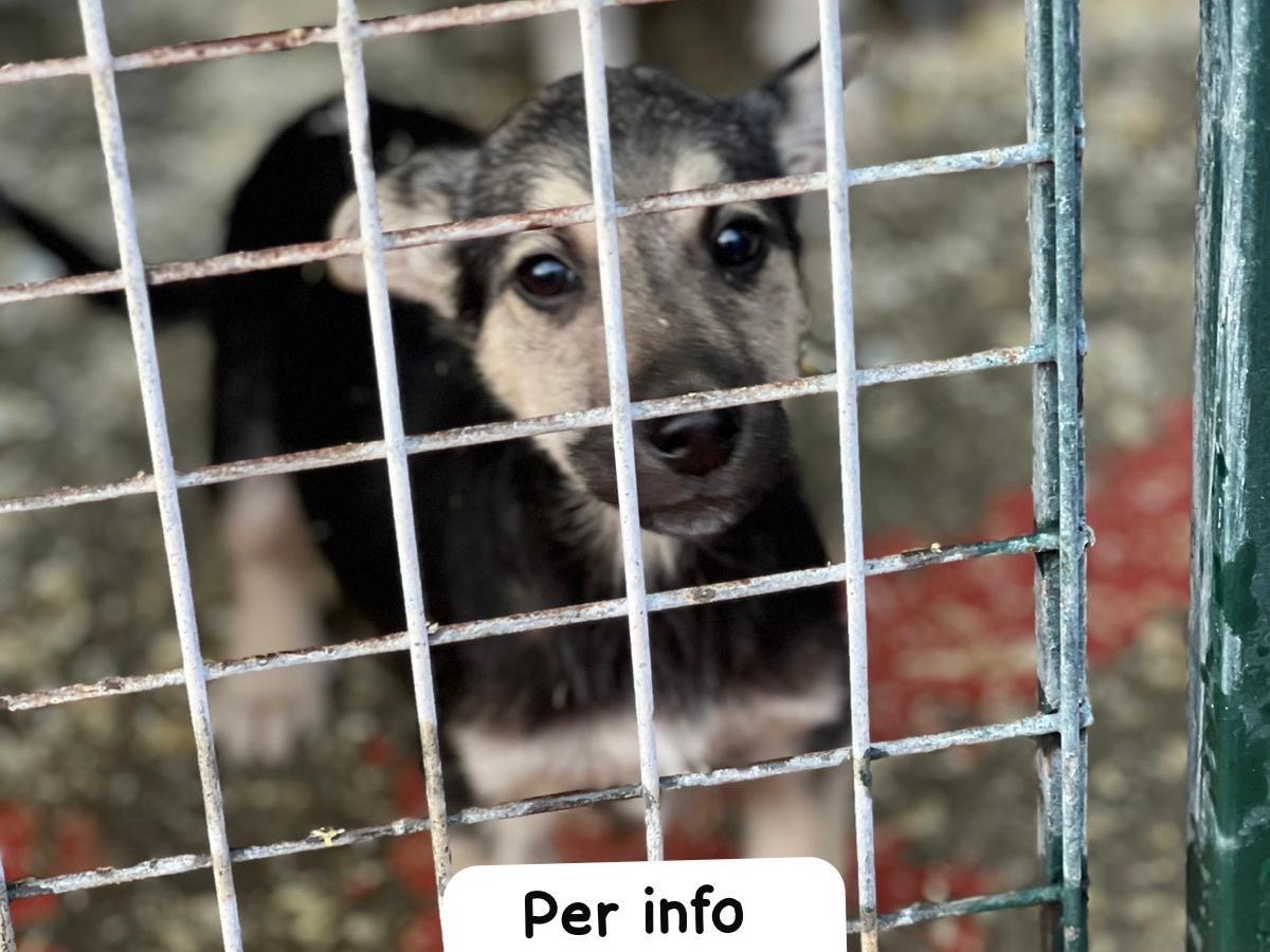 Adotta un cane, maschio, 2 mesi, Bari