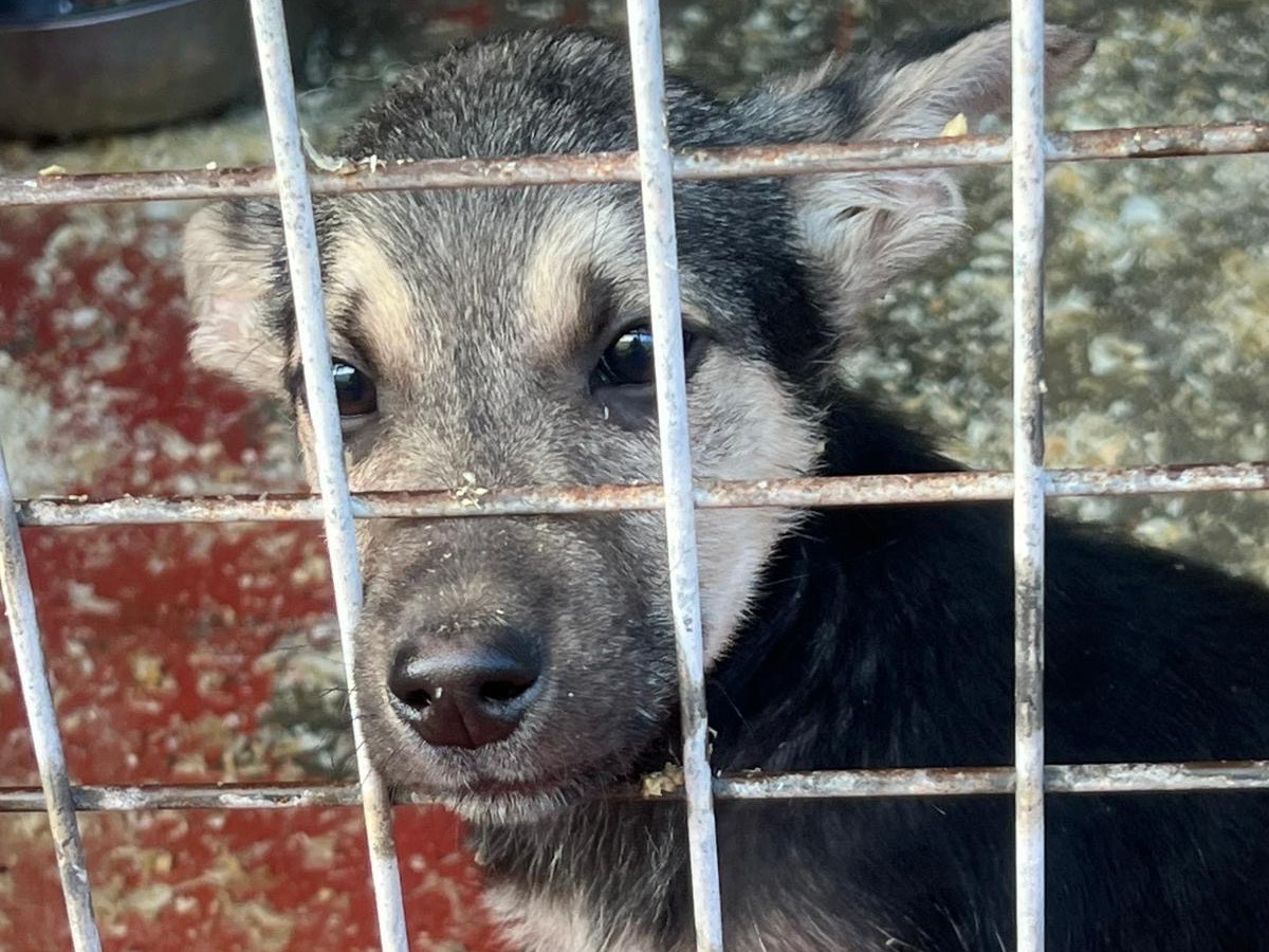 Adotta un cane, taglia media contenuta, maschio, Bari