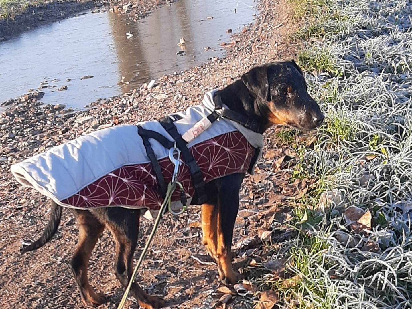 Vuoi adottare un cane a Milano?