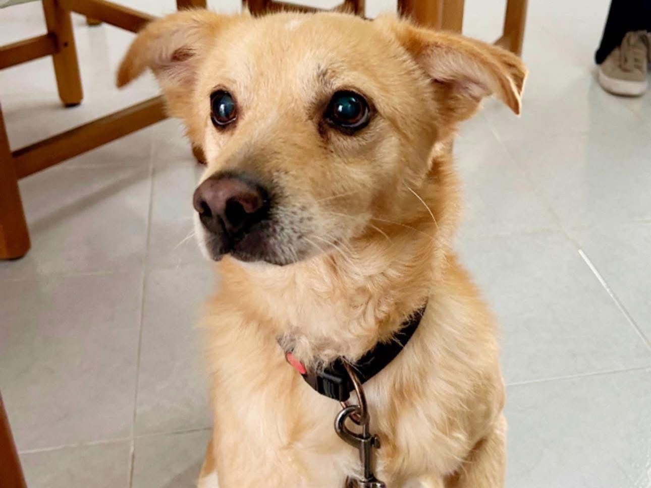 Adozione cane, maschio, Razza sconosciuta Razza sconosciuta, 9 anni e 3 mesi, taglia media contenuta, Napoli