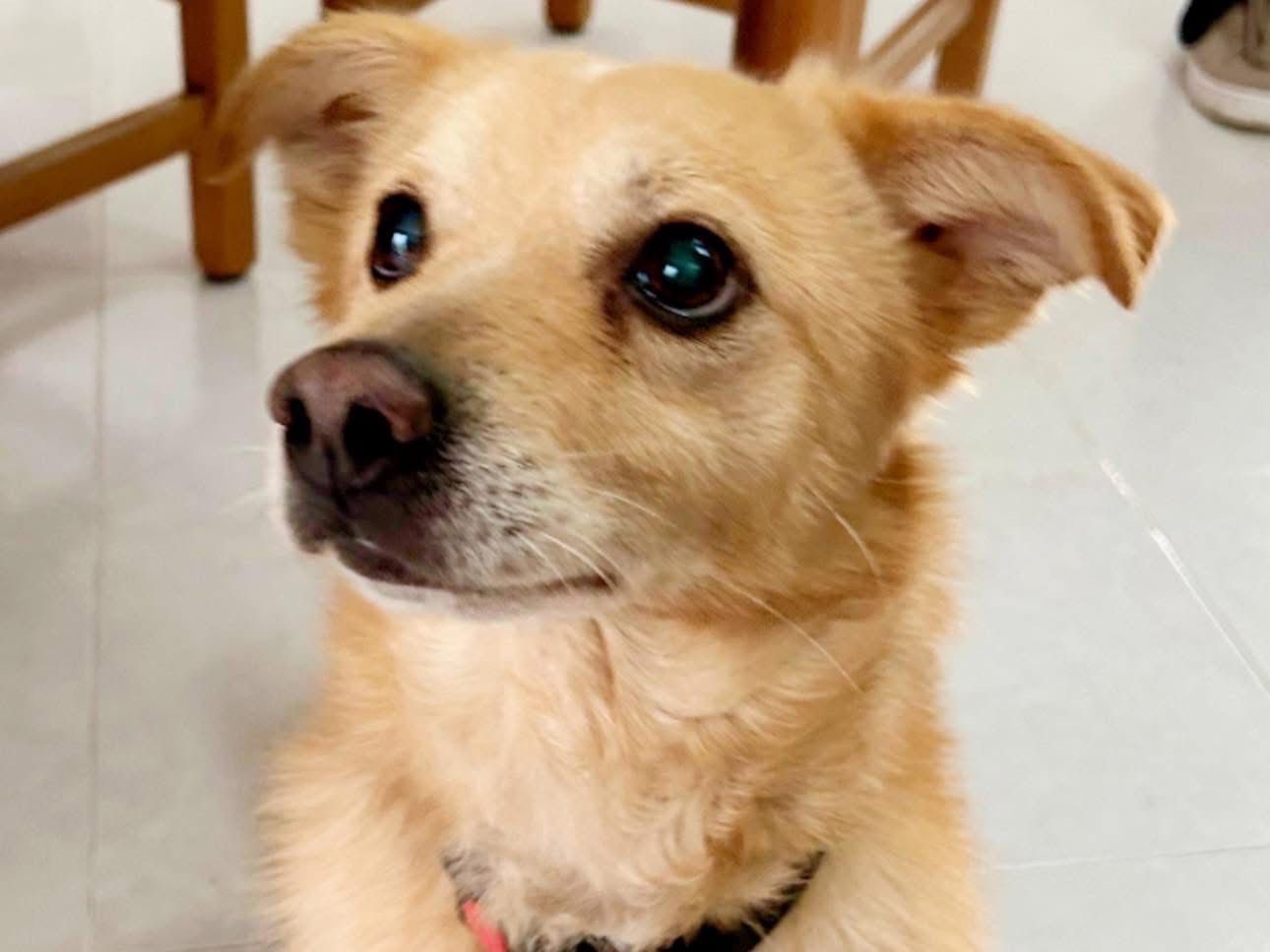 Adotta un cane, maschio, 9 anni e 3 mesi, Napoli