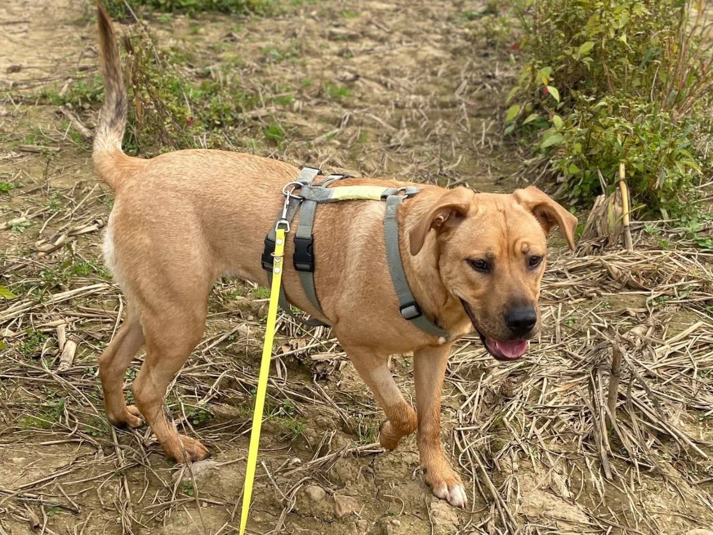 Adozione cane, femmina, Razza sconosciuta Razza sconosciuta, 10 mesi, taglia media, Milano