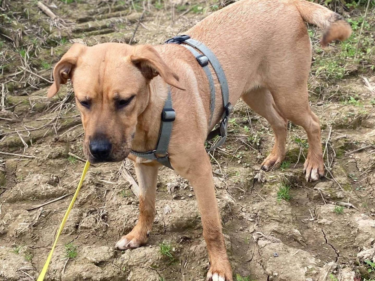 Adotta un cane, femmina, 10 mesi, Milano