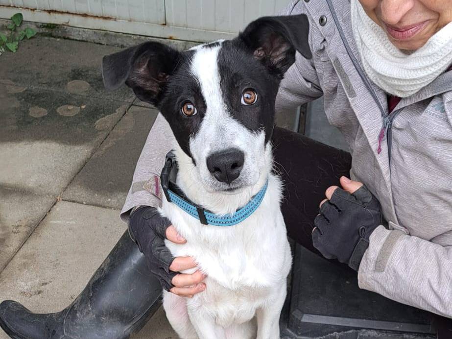 Adotta un cane, maschio, 5 mesi, Milano