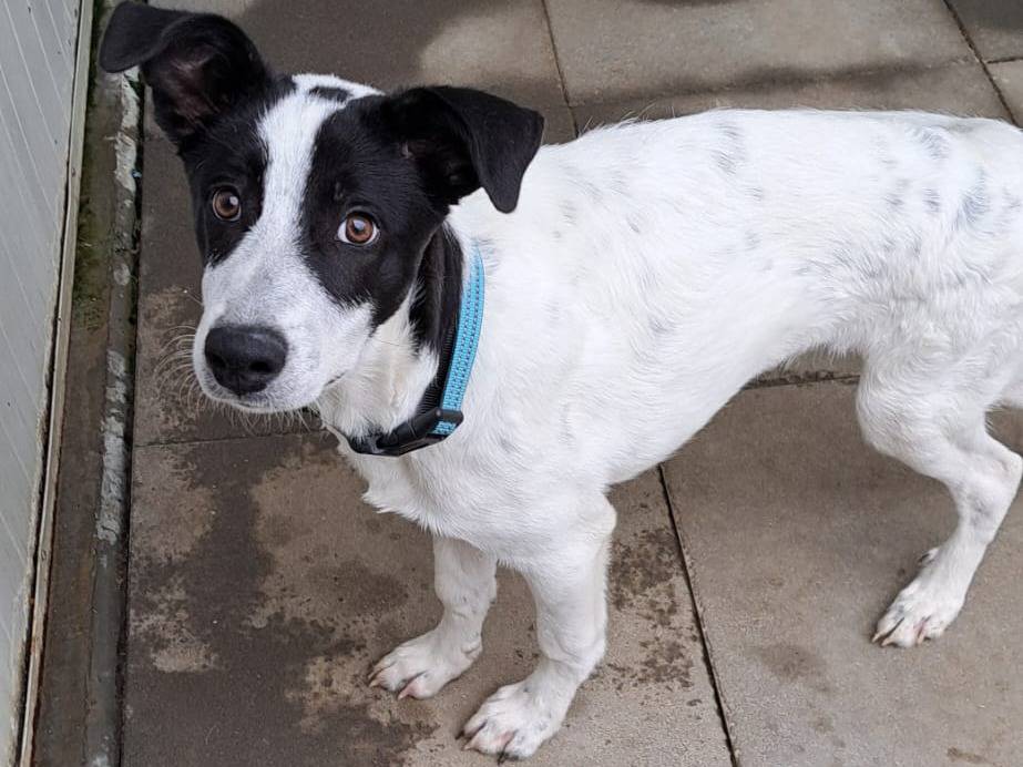 Adotta un cane, taglia media, maschio, Milano