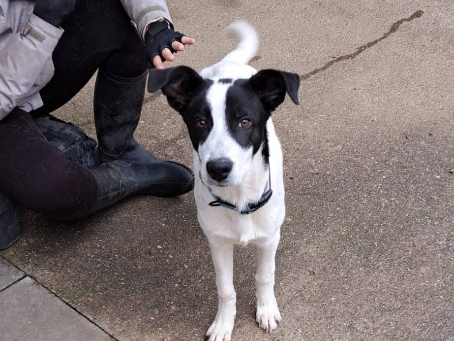 Vuoi adottare un cane a Milano?