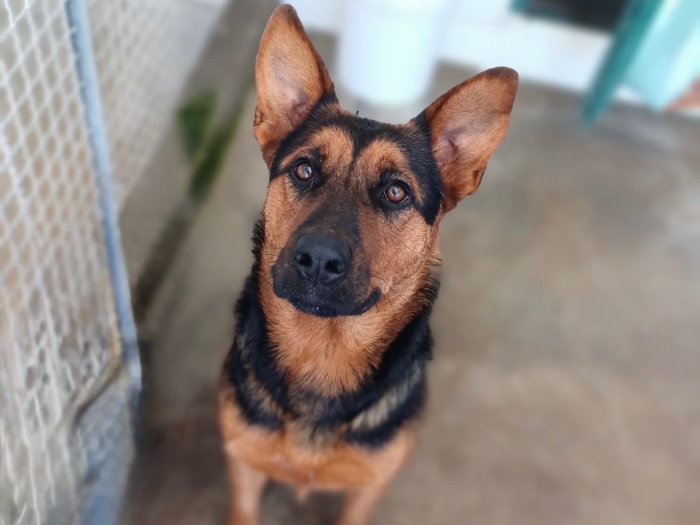 Adozione cane, femmina, Razza sconosciuta Razza sconosciuta, 3 anni e 8 mesi, taglia media, Napoli