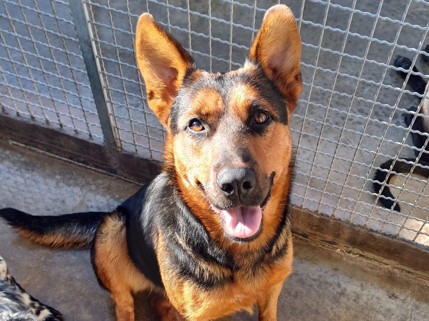 Adotta un cane, taglia media, femmina, Napoli