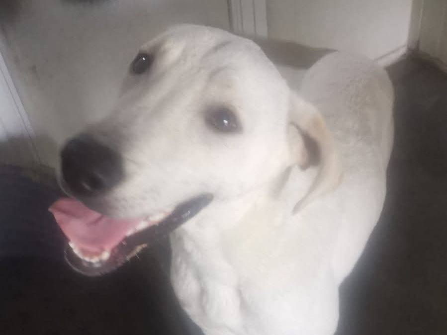 Adozione cane, maschio, Razza sconosciuta Razza sconosciuta, 10 mesi, taglia media, Milano