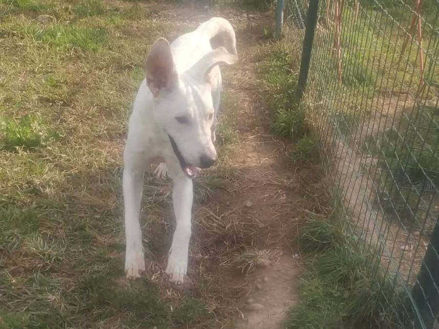 Adotta un cane, maschio, 10 mesi, Milano