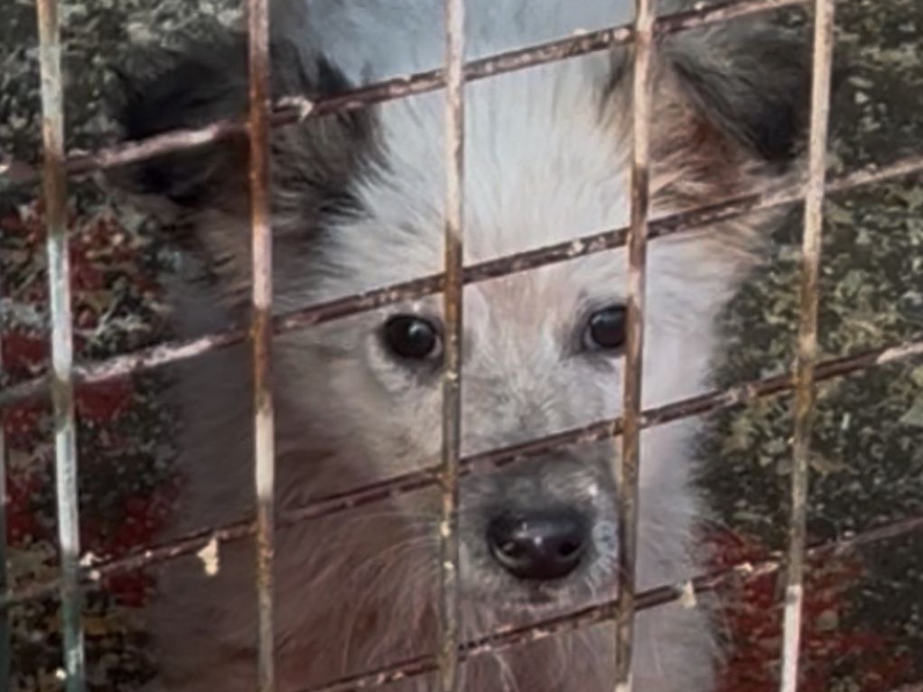 Adozione cane, maschio, Razza sconosciuta Razza sconosciuta, 2 mesi, taglia media contenuta, Bari